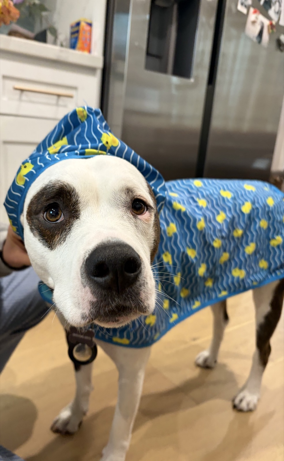 Arlo, my sister's pittie-mix, in his raincoat